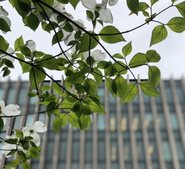 Tree in bloom in front of Jerome Greene Hall