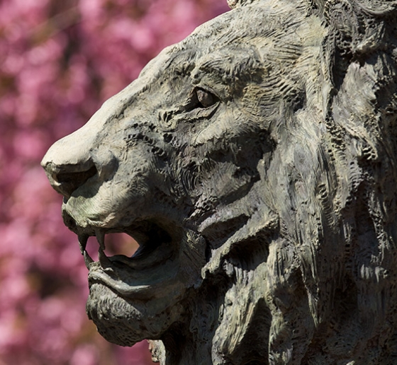 The Columbia lion in front of cherry blossom flowers